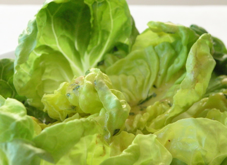 vinaigrette Tarragon-Mustard Vinaigrette