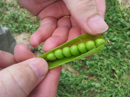 Pea Harvest Time